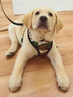 GATE Szelki dla psów| Dekoracja Domu·Akcesoria Dla Zwierz