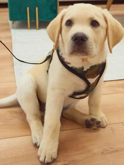 GATE Szelki dla psów| Dekoracja Domu·Akcesoria Dla Zwierz